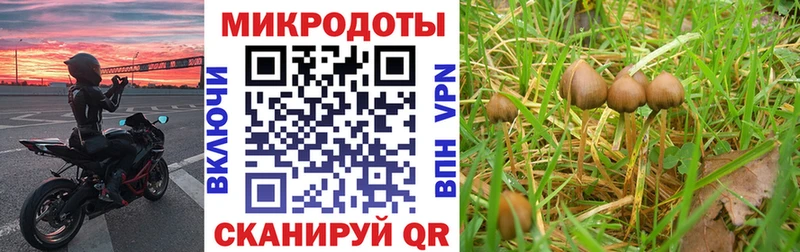 купить наркотик  Чехов  Псилоцибиновые грибы GOLDEN TEACHER 